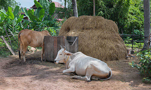 Group Cow raising