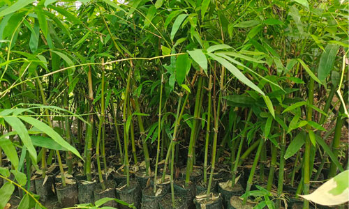 Bamboo Seedlings