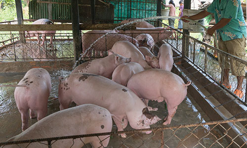 Group Pig raising